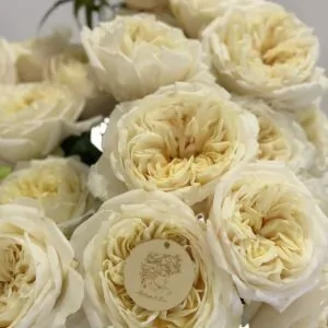 Amour Garden Edition