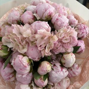 Blush Peony Cloud