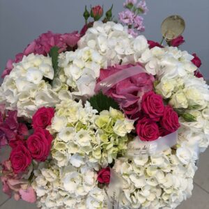 Hydrangea Kiss